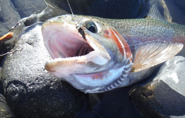 You'll take fish quite often on the bomb now.