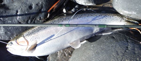 No monsters but plenty of fish around.