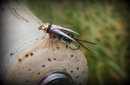 Prince Nymph.