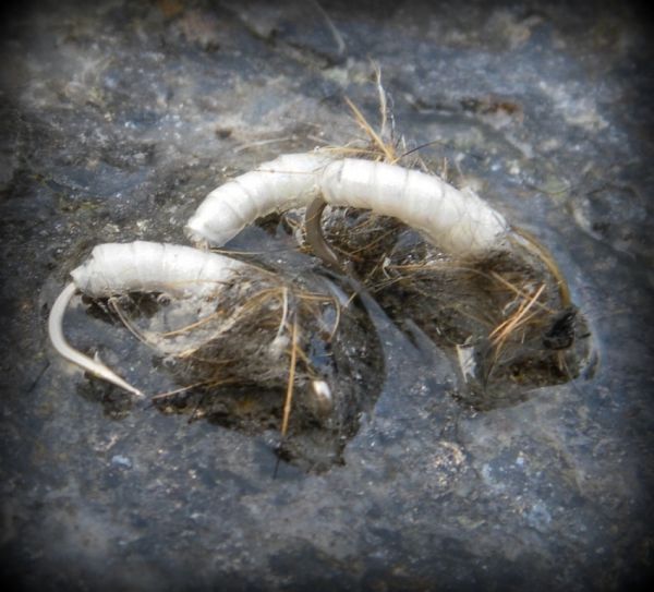 Shop bought White Caddis.