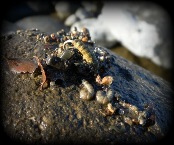 Caddis.