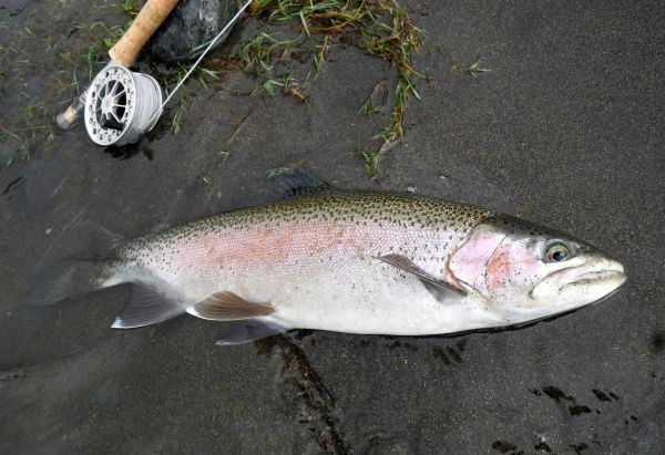 One of a few crackers I caught, just as the color dropped out.