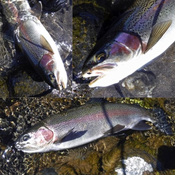 And a lot of fish this week have taken a Size 16 caddis.