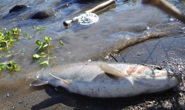 This should keep the fish coming.