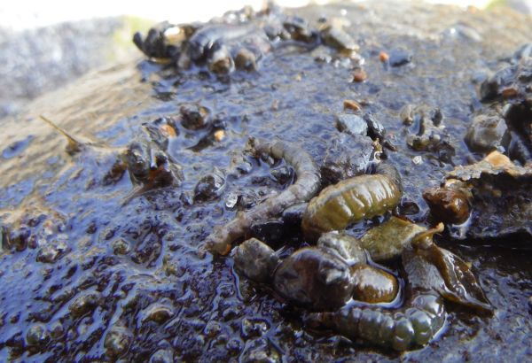 Plenty of caddis larvae in the river.