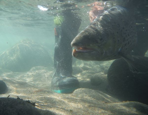 ...but we're very lucky to have some magnificent browns in the river when most of the rainbows are back in Lake Taupo.