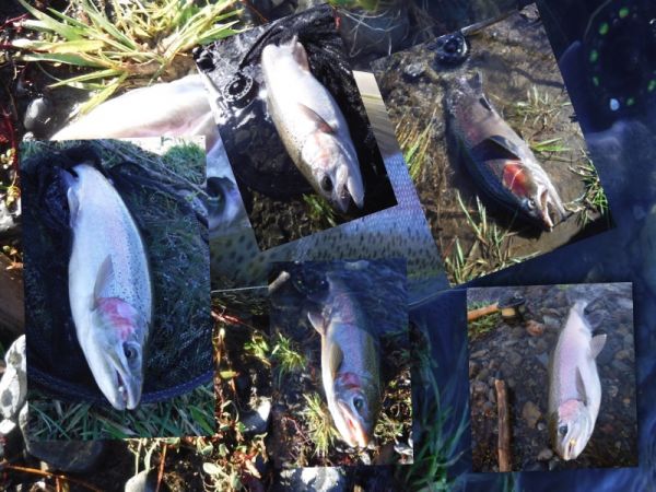 Most came on nymphs with only three fish taking something else.