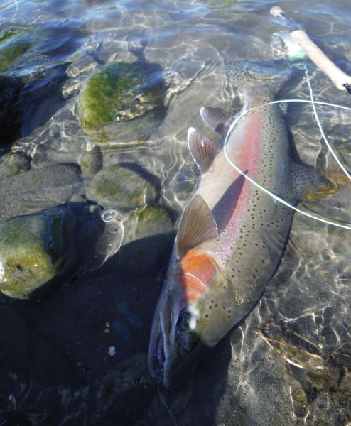 A good jack caught in less than three feet of water at the head of a pool.