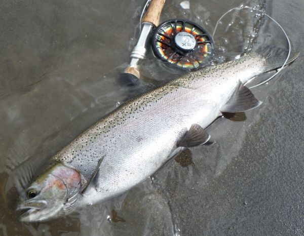 Another great fish from the upper river..