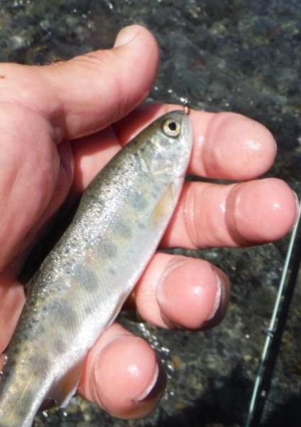 Another Tongariro sardine on a PT nymph.