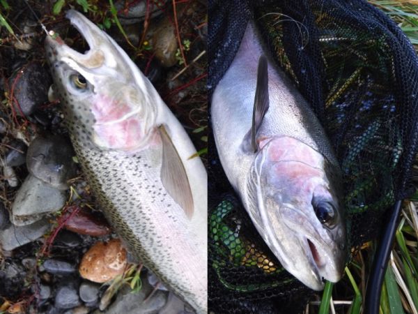 I'm still catching more Czech nymphing ... but that will change soon.