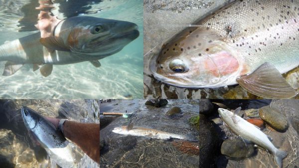 The fish top right fought way above its weight but it was hooked just behind the head.