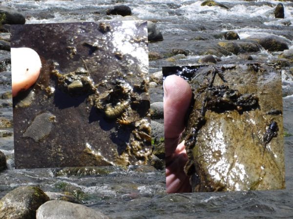 With no floods for a while now the river-bed is teeming with insects.