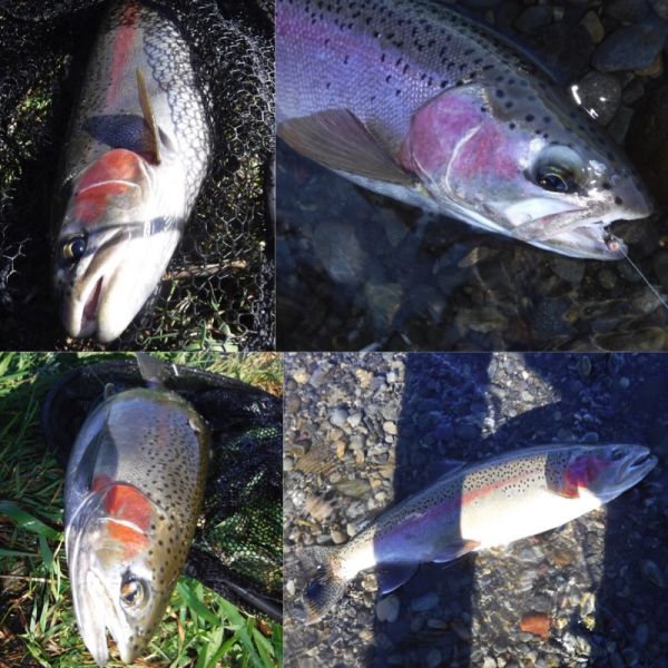 Some of the fish caught yesterday.