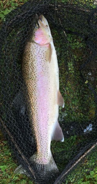 Lovely 4lb hen taken on indicator and H&C bead head. Kept for the farmer as a good faith payment for future access.