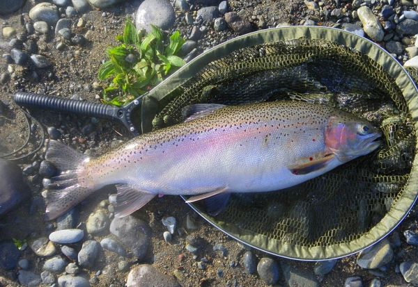 A typical September fish fat with eggs.