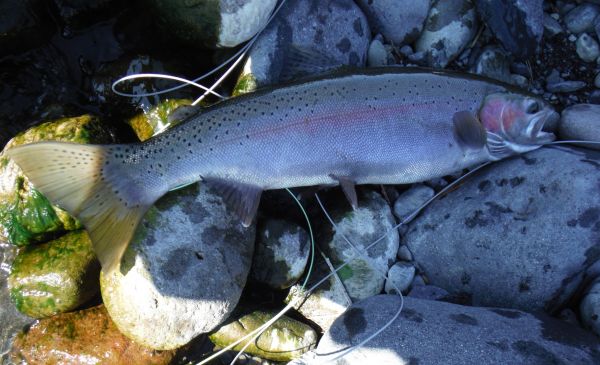 Look at the size of the motor on this fish landed upriver.