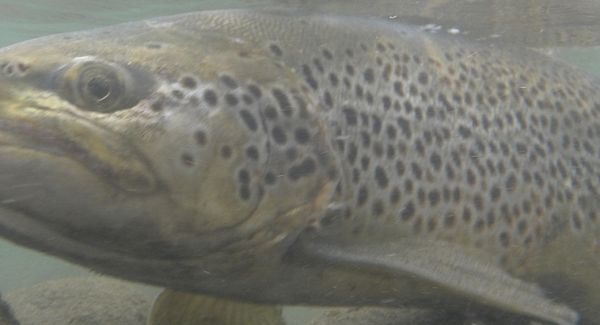 This brown showed up around late September early October last year .