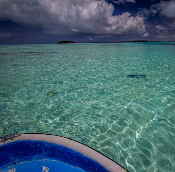 Spot the Giant Trevally.
