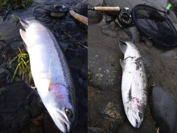 A couple of nice fish earlier this week.