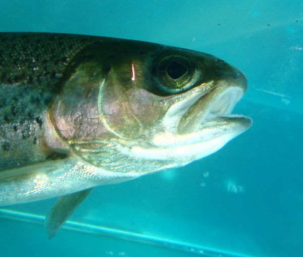 Tagged fish with the thin elastomer mark.