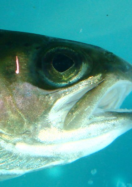 Tagged trout closeup.