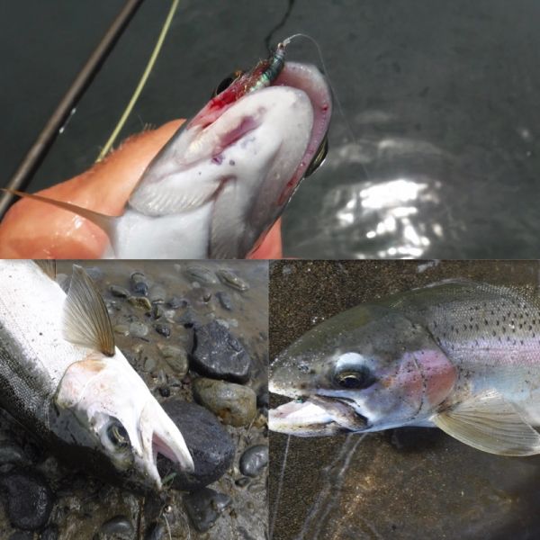 Still one or two little guys in the river. And this one grabbed a green caddis. You'd think they would have been blown out of the Tongariro by now. And those Peeping Caddis bombs are still working well.