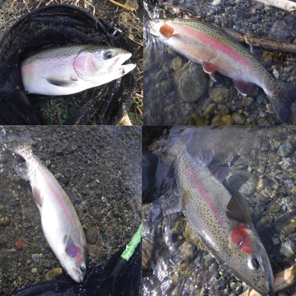 A change of tactics in the afternoon ... because the dry and dropper isn't the best choice here. But that change kept the fish coming, resulting in another mixed bag of recovering and fresh run fish.